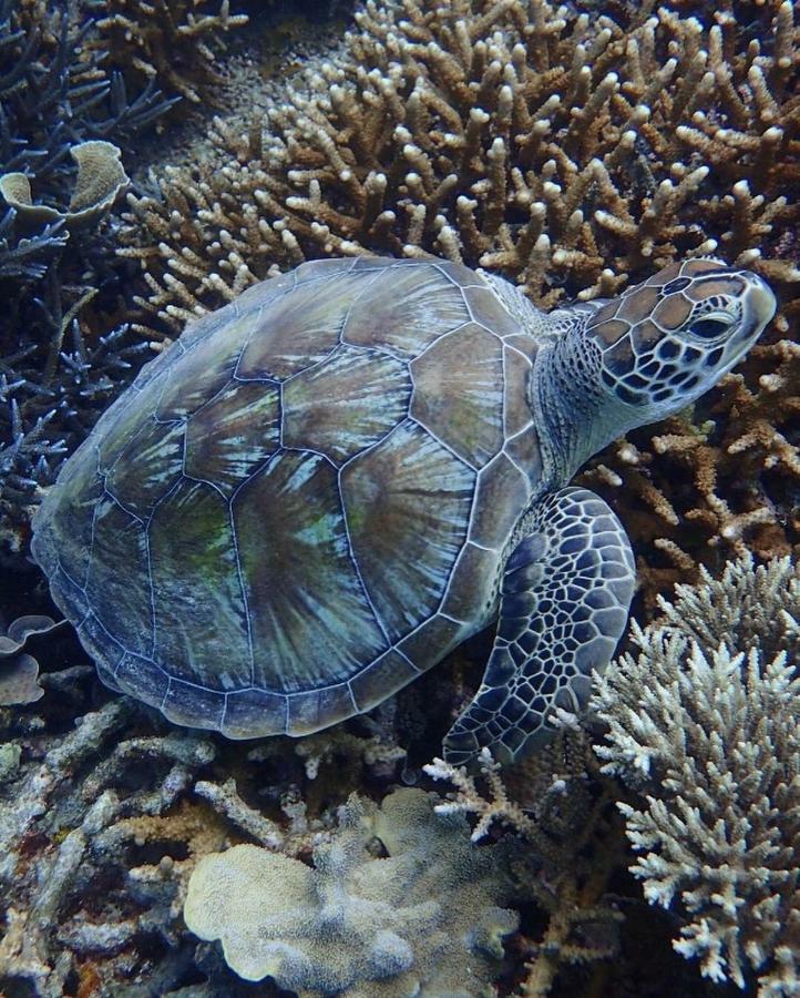 Deepsky Villa Karimunjawa Dış mekan fotoğraf
